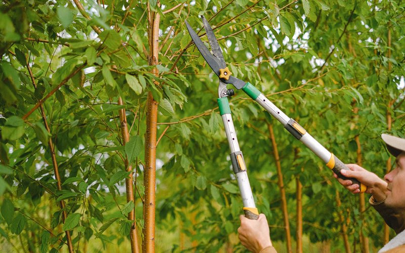 Tree trimming in Modale, IA