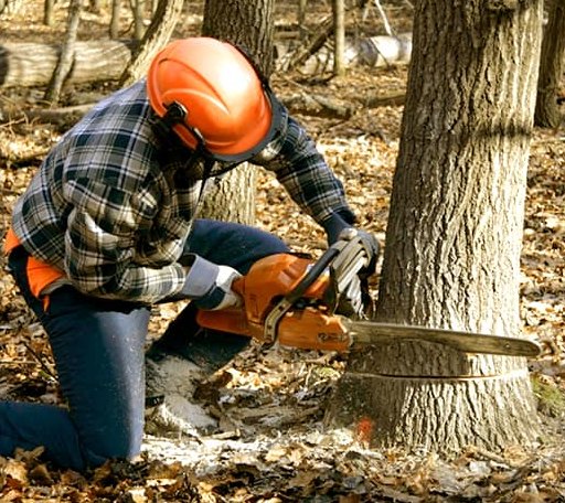 Tree Removal in Modale, IA